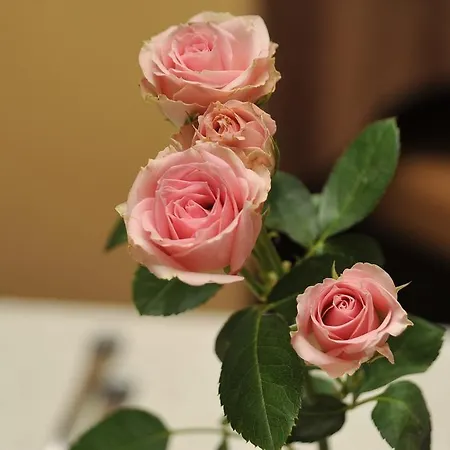 Hotel Menfi 3*