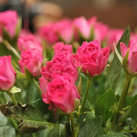 Menfi فندق 3*
